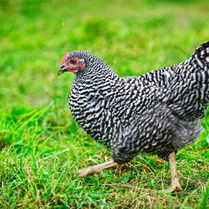 Free range Plymouth Rock or Barred Rocks chicken walking on green grass outdoor